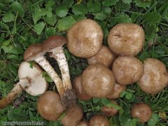 Pholiota gummosa