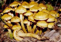 Pholiota limonella