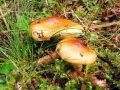 Pholiota lubrica