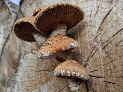 Pholiota populnea