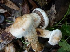 Pholiota populnea