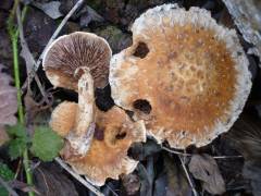 Pholiota populnea