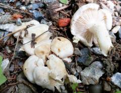 Pholiota scamba