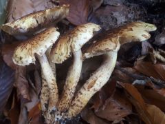 Pholiota squarrosa