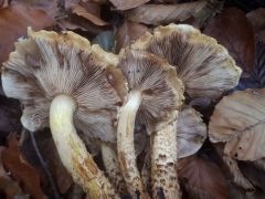 Pholiota squarrosa