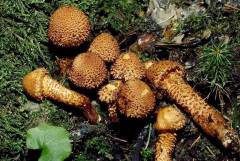 Pholiota squarrosa