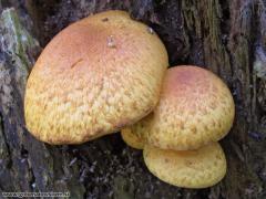 Pholiota tuberculosa