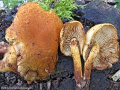 Pholiota tuberculosa