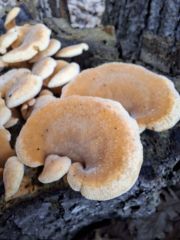 Phyllotopsis nidulans