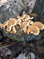 Phyllotopsis nidulans