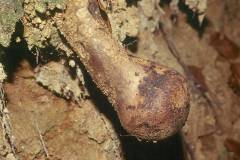 Pisolithus arhizus