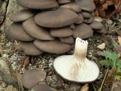 Pleurotus columbinus