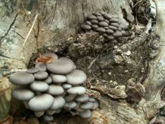 Pleurotus columbinus