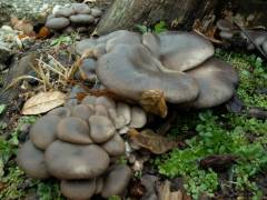 Pleurotus columbinus