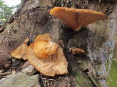 Pleurotus columbinus