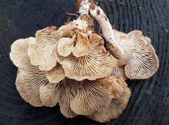 Pleurotus cornucopiae