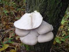 Pleurotus ostreatus