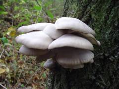 Pleurotus ostreatus