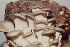 Pleurotus ostreatus