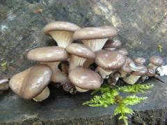 Pleurotus ostreatus