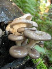 Pleurotus ostreatus