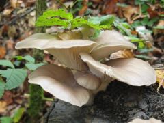 Pleurotus ostreatus