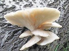 Pleurotus populinus