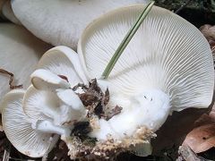 Pleurotus pulmonarius