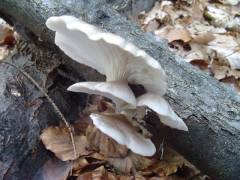 Pleurotus pulmonarius