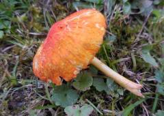 Pluteus aurantiorugosus