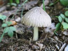 Pluteus brunneoradiatus