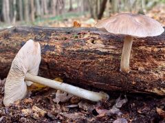 Pluteus cervinus