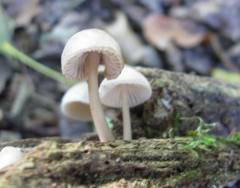 Pluteus exiguus