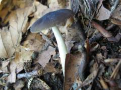 Pluteus plautus