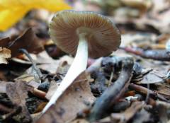 Pluteus plautus