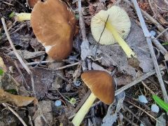 Pluteus romellii