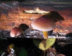 Pluteus romellii