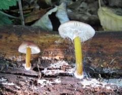 Pluteus romellii