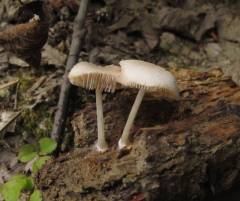 Pluteus semibulbosus