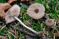 Pluteus thomsonii