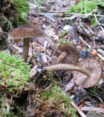 Pluteus umbrosus