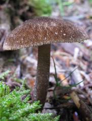 Pluteus umbrosus