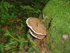 Polyporus lipsiensis