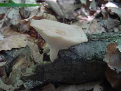 Polyporus tuberaster