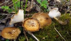 Polyporus tuberaster