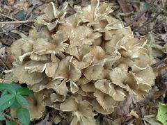 Polyporus umbellatus