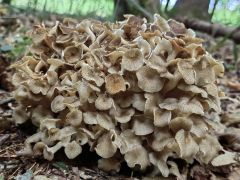 Polyporus umbellatus