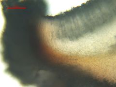 Proliferodiscus tricolor