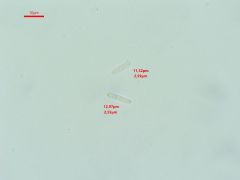 Proliferodiscus tricolor