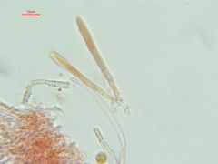 Proliferodiscus tricolor